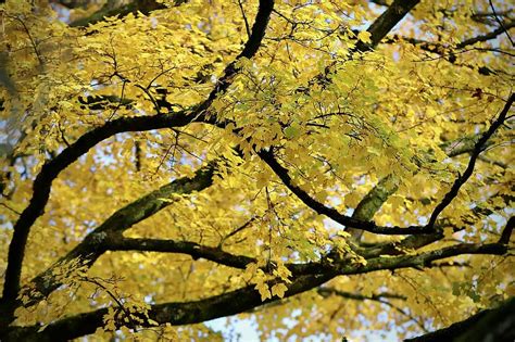 Fall Color Maple Autumn Colours Yellow Branches Leaves Bright