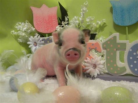 Baby Mini Pig Its Sooo Cute Omg Baby Pigs Mini Teacup Pigs Pig