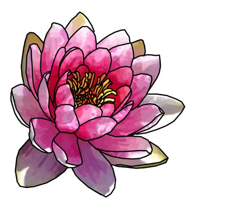 Outlined Pink Water Lily By Digon15 On Deviantart Colorful Flower