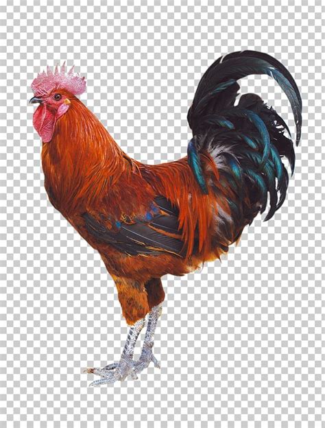 Chicken Duck Rooster Poultry Png Clipart Animals Barbecue Chicken