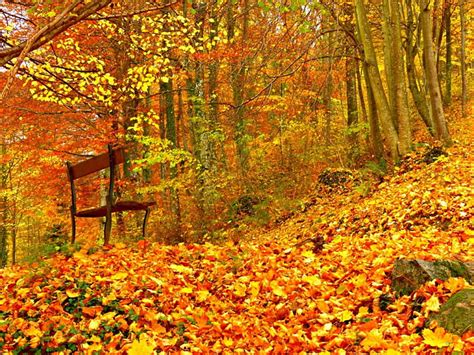 Autumn Forests Bench Tree Autumn Leaves Hd Wallpaper Peakpx