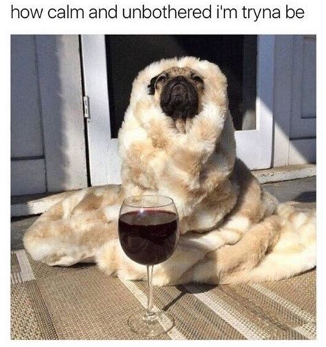 101 Lovable Pug Memes That Are Too Puggin Cute Pug Memes Pugs Pugs