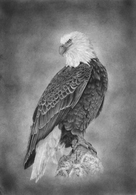 pin by marie cole on color pages drawings eagle drawing art drawings