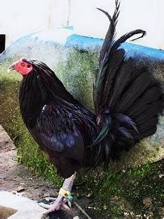 2 835 tykkäystä · 1 puhuu tästä. Koleksi Gambar Ayam pilipina | Suara Hati Kalian
