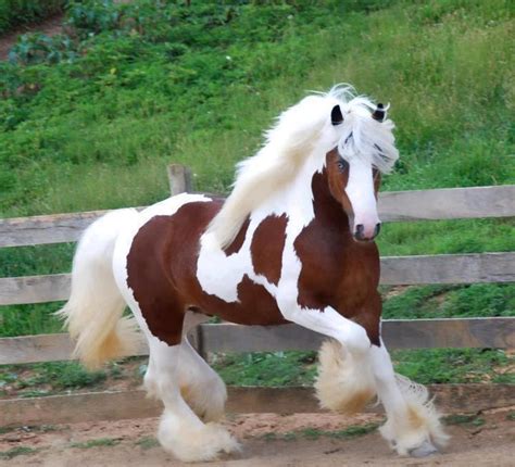 Beautiful Gypsy Vanner Horse Pixdaus