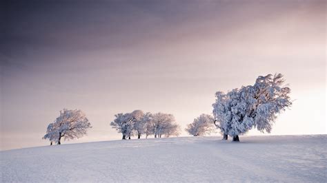2836628 1920x1080 Nature Landscape Winter Snow Field Trees Overcast