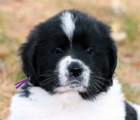 Brown, black, and some have some white. Landseer Newfoundland - what a face!!!! | Dogs, dogs, dogs ...