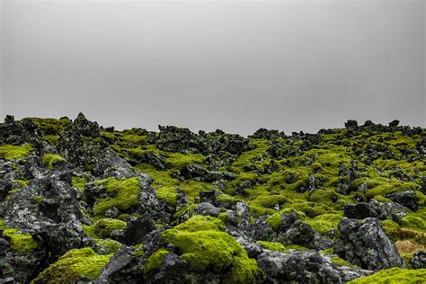 Iceland Moss Green Free Photo On Pixabay