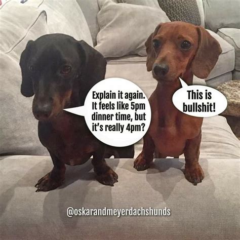 Daylight Savings Time Really Messes With Their Tummies Dachshund Funny