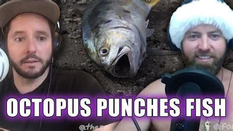 Octopus Punches Curious Fish Youtube