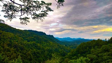 Top View Of Forest · Free Stock Photo