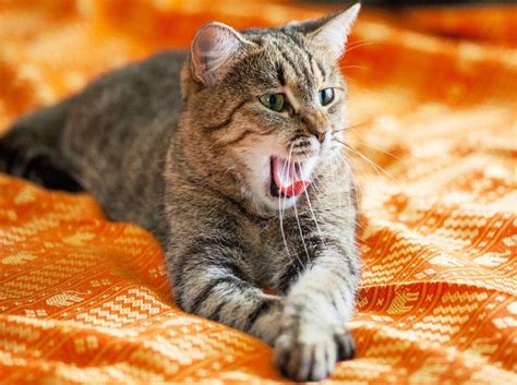 Ich bin seit 3 jahren stadtrat und das ist eine verflucht lange zeit, um ignoriert zu werden. Warum Katzen ihre Menschen ignorieren