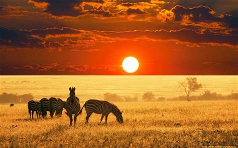 Africa Most Beautiful Animals Animals Beautiful African Sunset