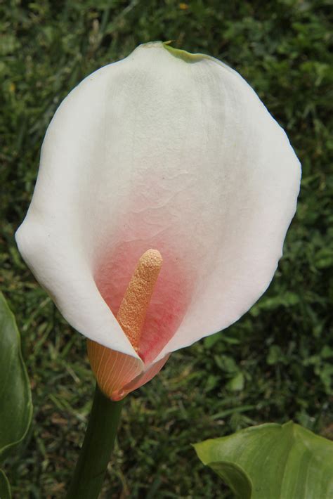 Zantedeschia Aethiopica PINK MIST This Is A Much Sought Af Flickr