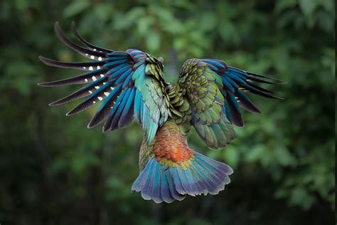 Birds Animals Colorful New Zealand Parrot Kea Feathers Wallpapers