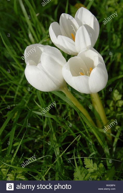 Colchicum Speciosum Album White Autumn Crocus Stock Photo Alamy