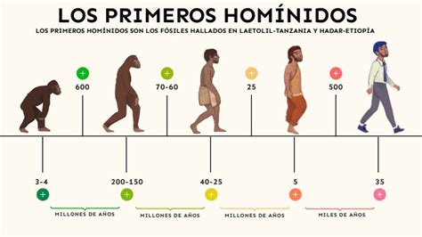 Proceso Evolutivo De Los Hom Nidos