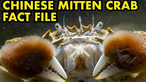Chinese Mitten Crab Fact File British Wildlife Facts Youtube