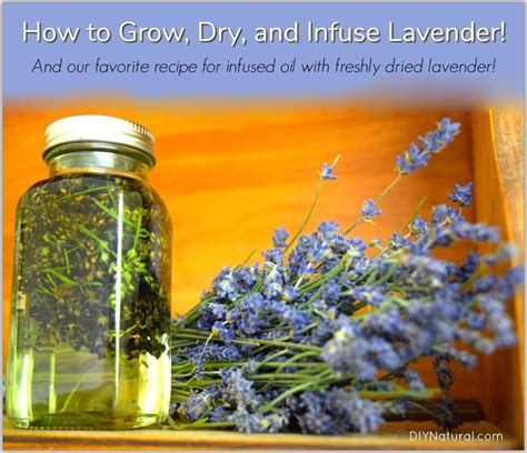 Learn How To Grow Lavender And How To Dry Lavender Well Show You Both