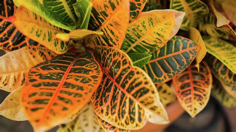 How To Grow And Care For A Croton Plant Bunnings Australia