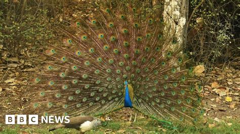 India Judge Mocked For Saying Peacocks Don T Have Sex