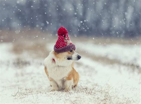 Read cherry blossoms after winter chapter 2 online for free at mangakakalot.fun. Funny Puppy A Red Haired Corgi Dog Stands On A Walk On A ...