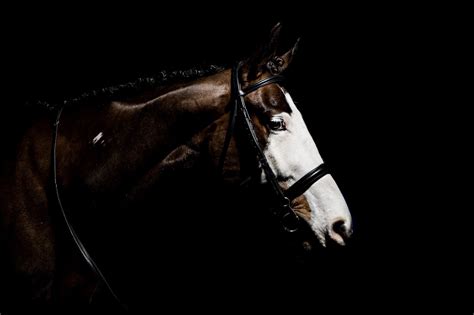 Equine Photographer Black Background Wiltshire Studio Lit Horse