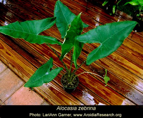 Maybe you would like to learn more about one of these? Alocasia zebrina K. Koch & Veitch, Alocasia zebrina ...