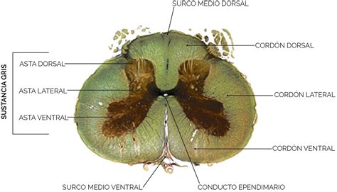 Medula Espinal Corte Transversal