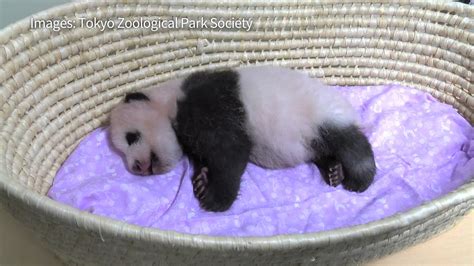 Tokyo Zoo Releases Video Of Fluffy Baby Panda Youtube