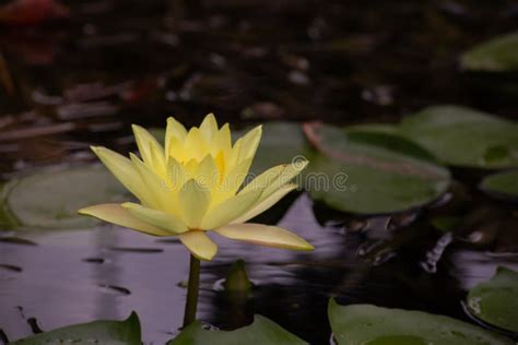 Beautiful Yellow Blooming Lotus Waterlily Flower In Pond Stock Photo