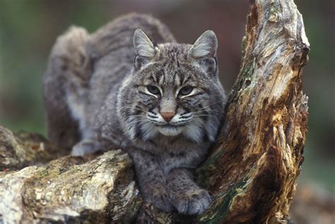 Wild Cats Species List Care About Cats