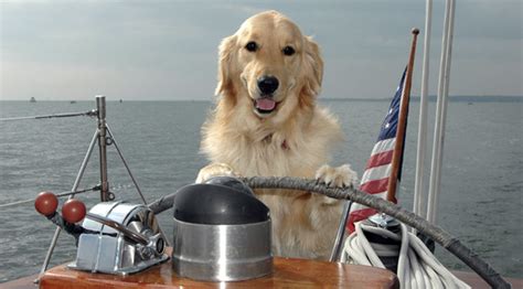 9 Dogs Of The High Seas The Dog People By