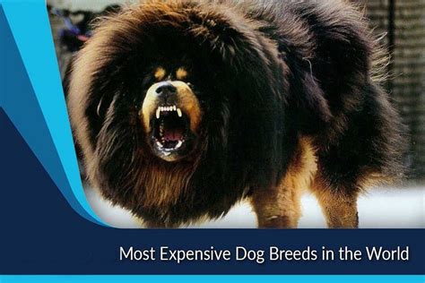 Top 10 Worlds Most Expensive Dog Breeds For 2019 Expensive Dogs World S