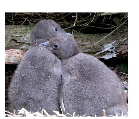 All penguins live in the southern hemisphere, though it is a common myth that they all live in antarctica. Yellow-eyed penguin. Chicks c.10-days-old. | Birds online ...