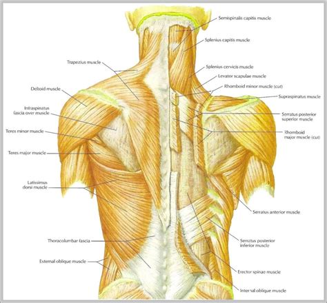 Muscles Of The Back Diagram Image Graph Diagram