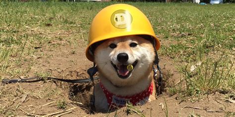 You can also find here a frequently updated list of other dogecoin faucets, so that you can earn even more doge. Dig doge dogecoin mining games
