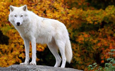 Arctic Wolves Wallpapers Wolf Wallpaperspro