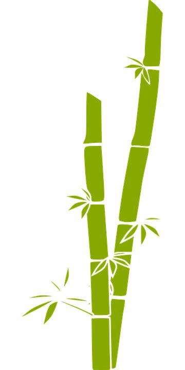 Bambú Png