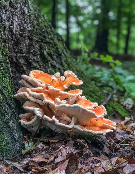 Easy Chicken Of The Woods Recipe How To Cook This Delicious Fungi