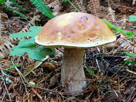 King Bolete Boletus Edulis Stock Photo Image Of Outdoors Wild