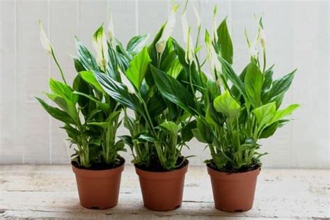 How To Choose The Right Indoor Plants For Your Home Gardening Sun