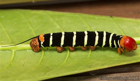 Garden Pests Black Caterpillars With White And Red Stripes Garden