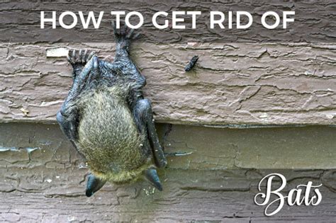 How To Get Rid Of Bats In Your Attic The Ultimate Repellent