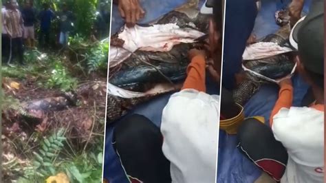 22 Foot Long Python Swallows Woman Alive Body Found In Stomach