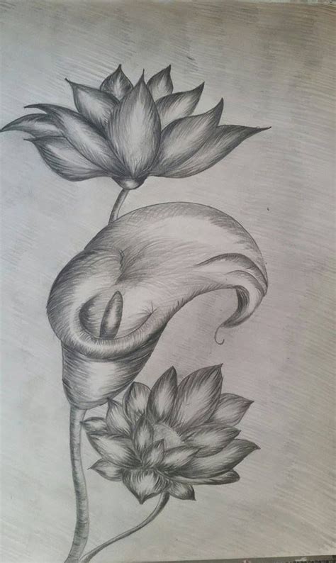 Flori Desen In Creion Pencil Sketch Images Sketches Drawings