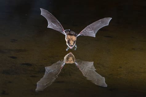 Bats In Flight Jim Zuckerman Photography And Photo Tours