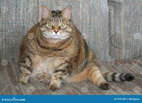 Fat Cat Stock Photo Image Of Obese Sitting Overweight 3787304