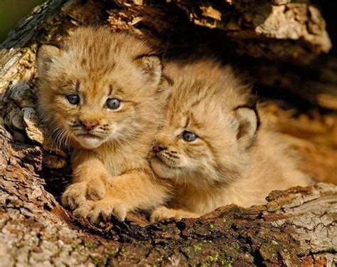 50 Incredibly Cute Baby Animal Pictures Around The World