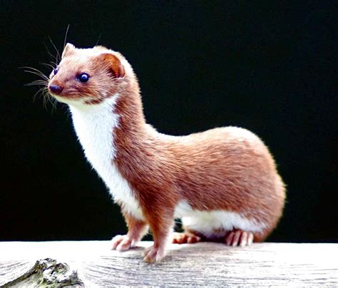 Weasel For Sale In Uk 60 Used Weasels